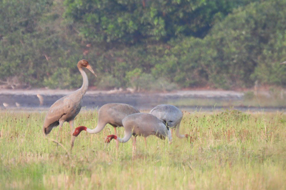 សត្វក្រៀលដែលប្រទះឃើញនៅកម្ពុជា។ រូប អង្គការជីវិតធម្មជាតិ